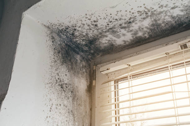 Affordable Mold Cleanup solutions in Marshall, VA